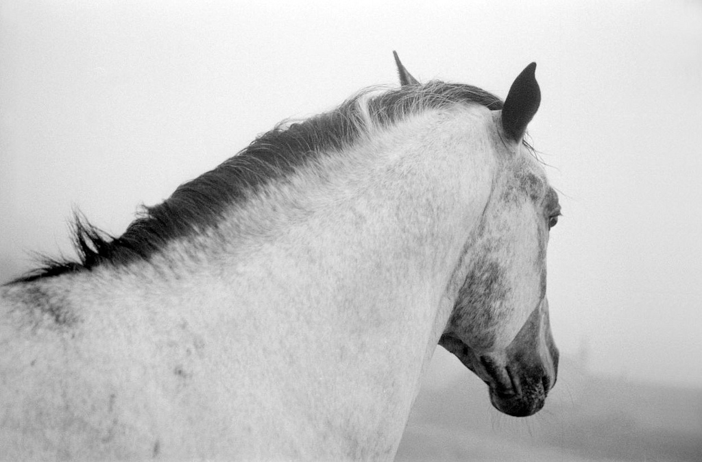 Stallion-Escocia-1993.